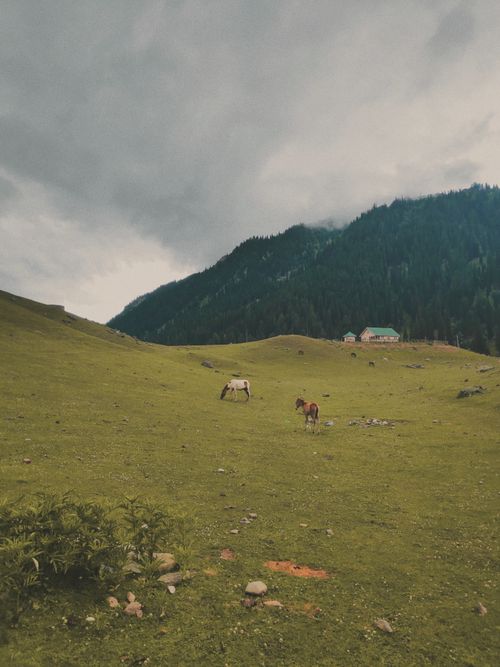 Free Peaceful pasture with horses grazing in a mountainous landscape under cloudy skies. Stock Photo