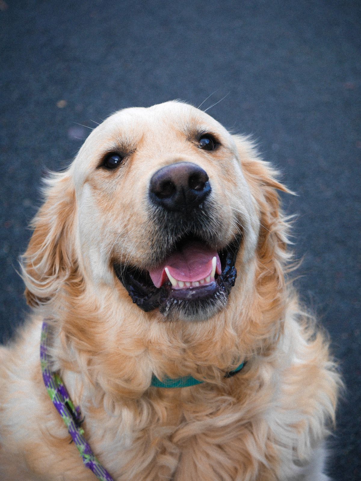 Nala the rescue mix at Shadow K9