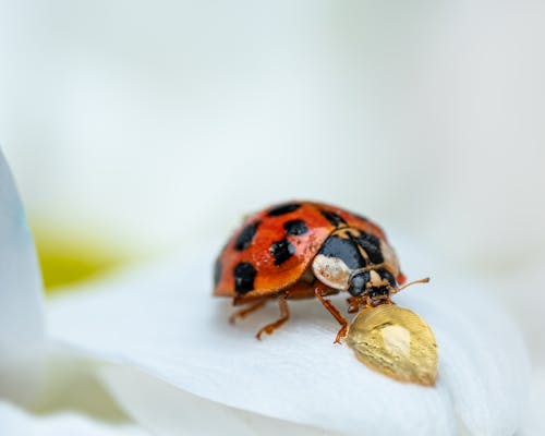 Free A Beetle in Macro Photography Stock Photo