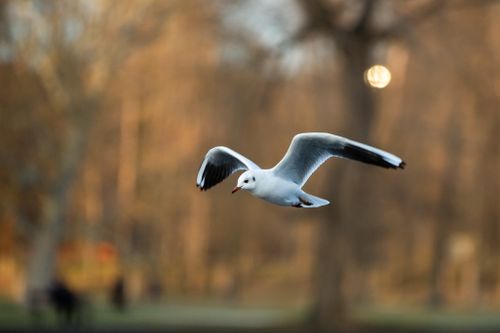 Free Seagull with spread wings and pointed beak flying in urban park in fall season in daytime Stock Photo