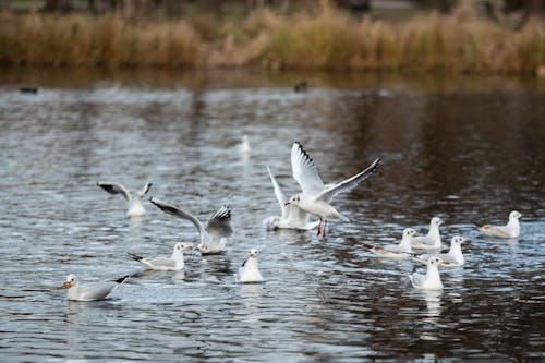 Flock of gulls flying and swimming in pond