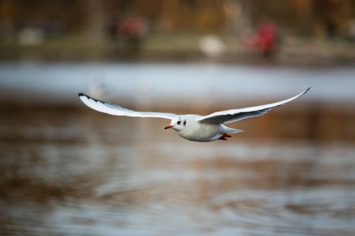Free Seabird with white plumage and spread wings flying over rippled river in town on blurred background Stock Photo