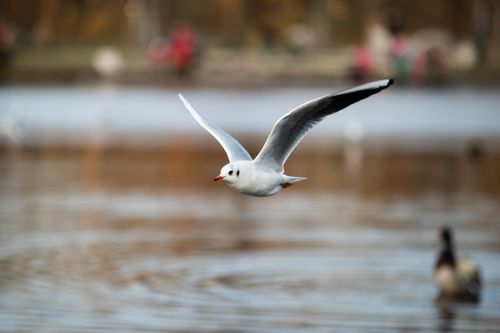 Free Graceful Black-Headed Gull flying over a serene pond in Prague, Czechia. Stock Photo