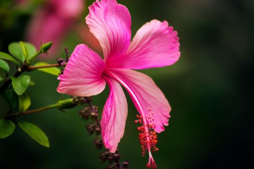 Free A close-up photograph capturing the vibrant beauty of a pink hibiscus flower in full bloom against a lush green backdrop. Stock Photo