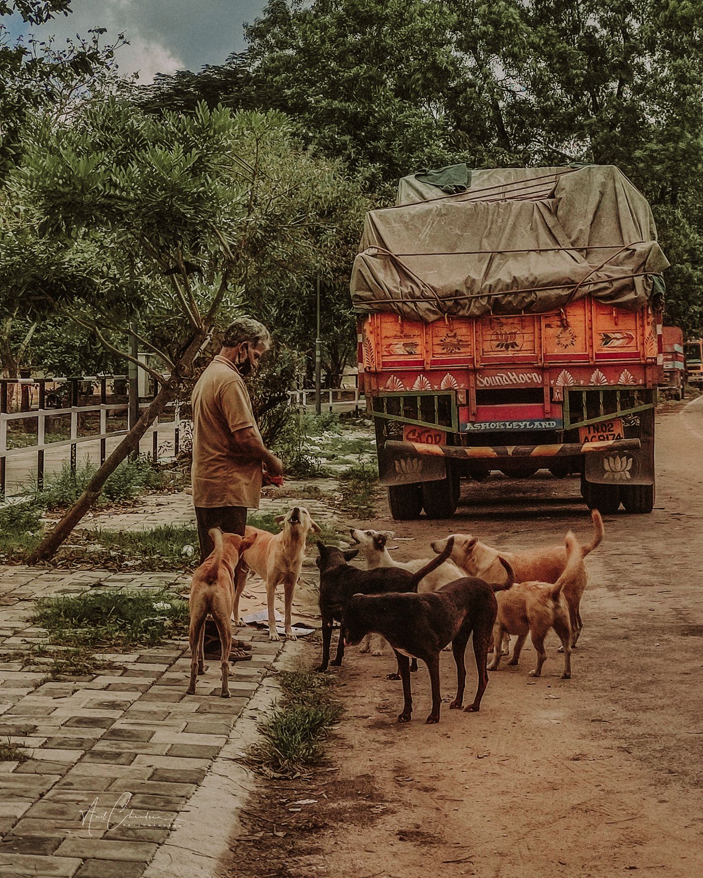 A man feeding a group of street dogs beside a colourful truck in Kollam, India