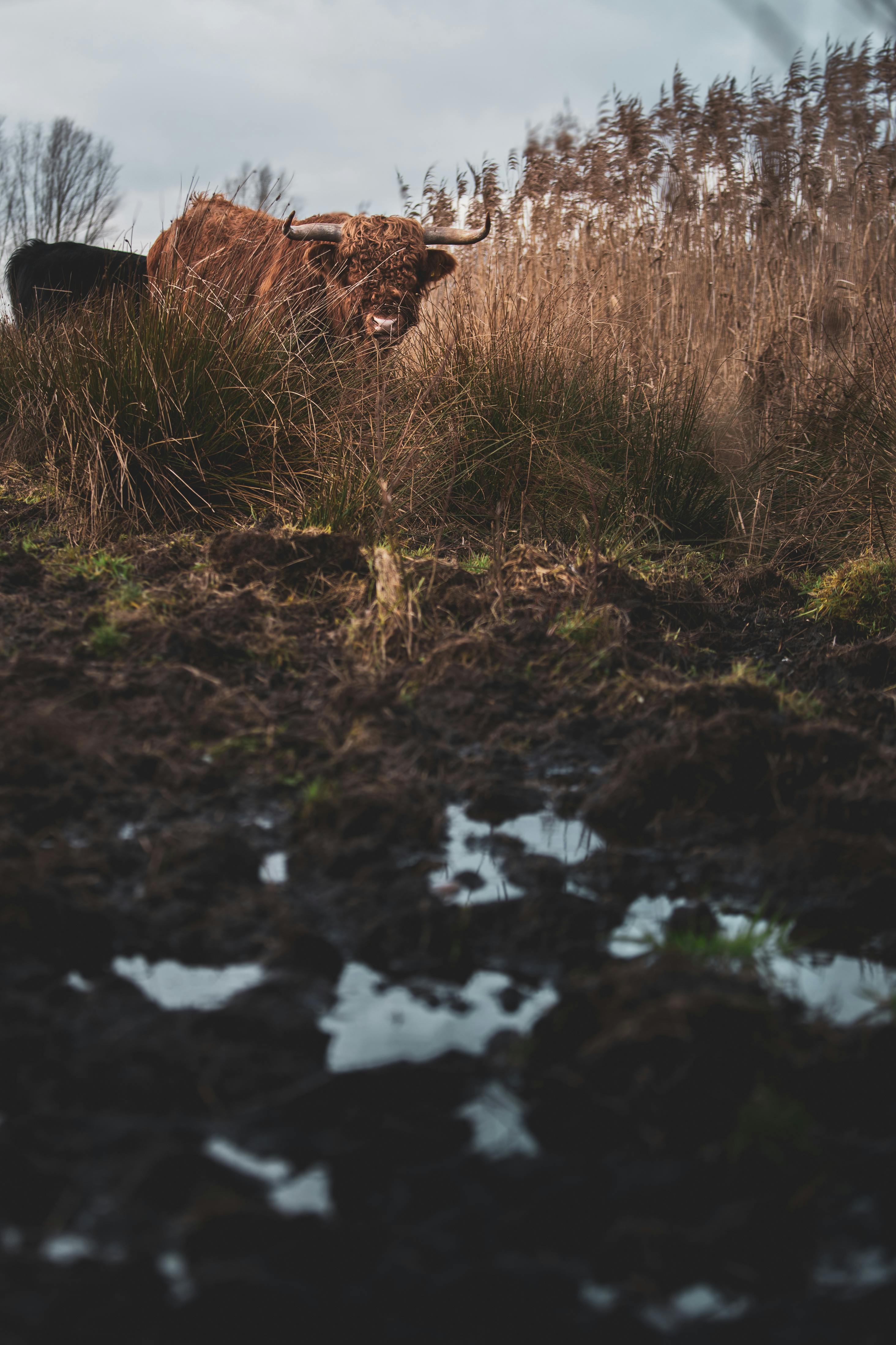 grátis Foto profissional grátis de agricultura, animal doméstico, área Foto profissional