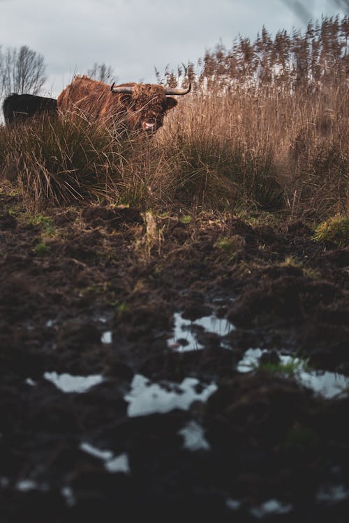 Long Coat Cattle with Horns in Meadow