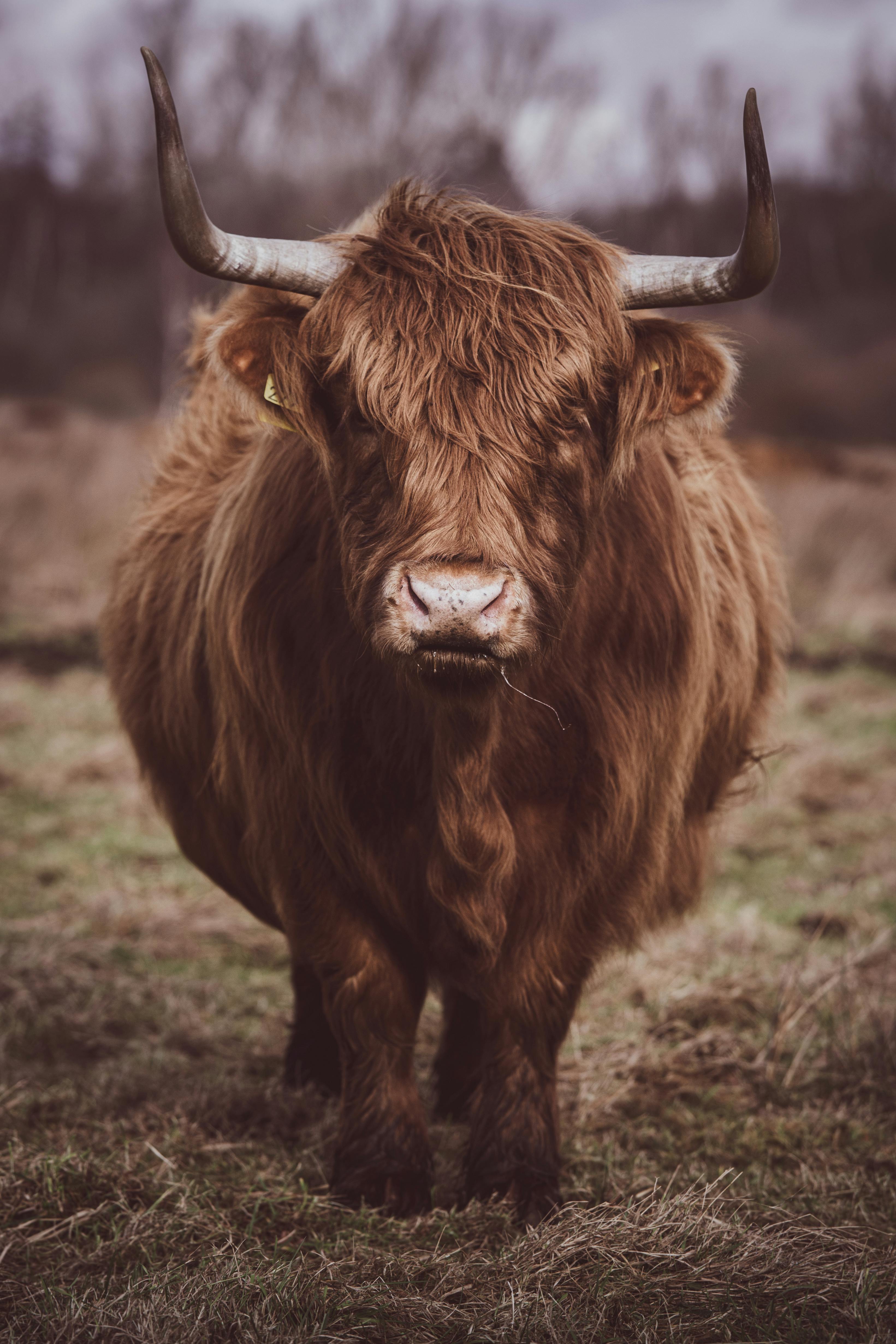 Gratuit Photos gratuites de agriculture, animal à cornes, animal bovin Photos