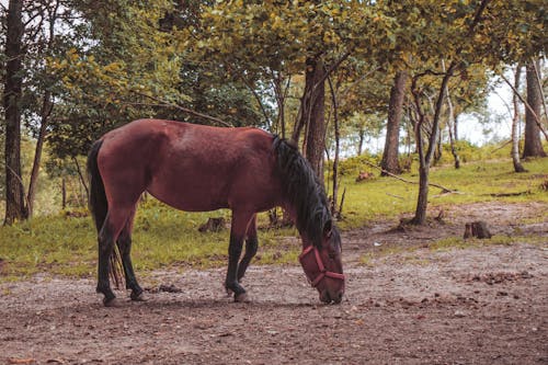 Kostenloses Stock Foto zu braunes pferd, feld, grüne bäume