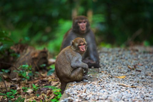 Free Two Macaque Monkeys Stock Photo