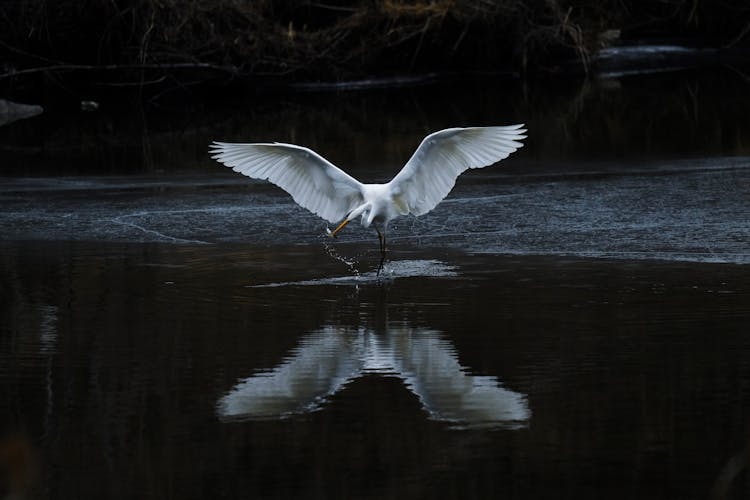 Heron While Hunting Fish