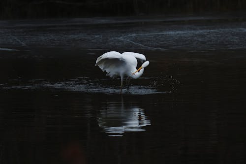 Free Egret with a Prey Fish in Beak Stock Photo