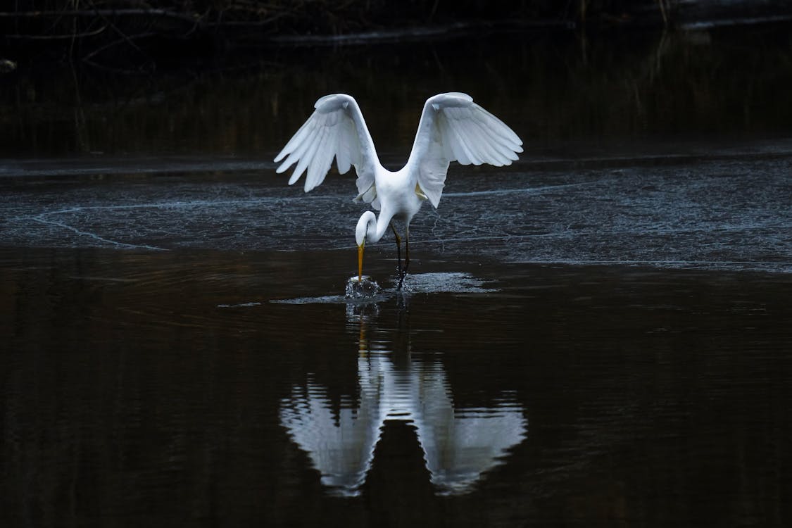 White Bird Flying over the Water