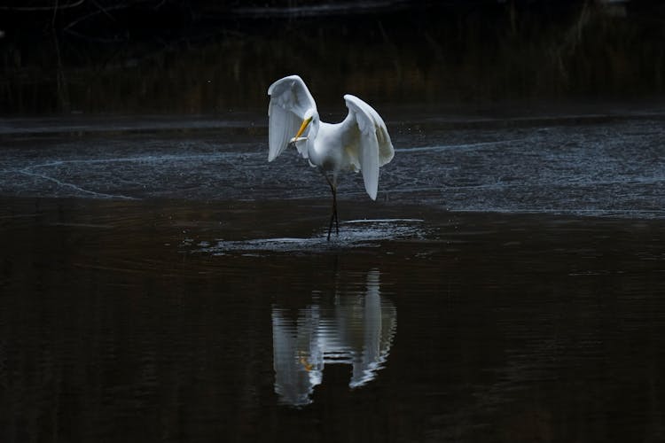 Heron Holding Fish