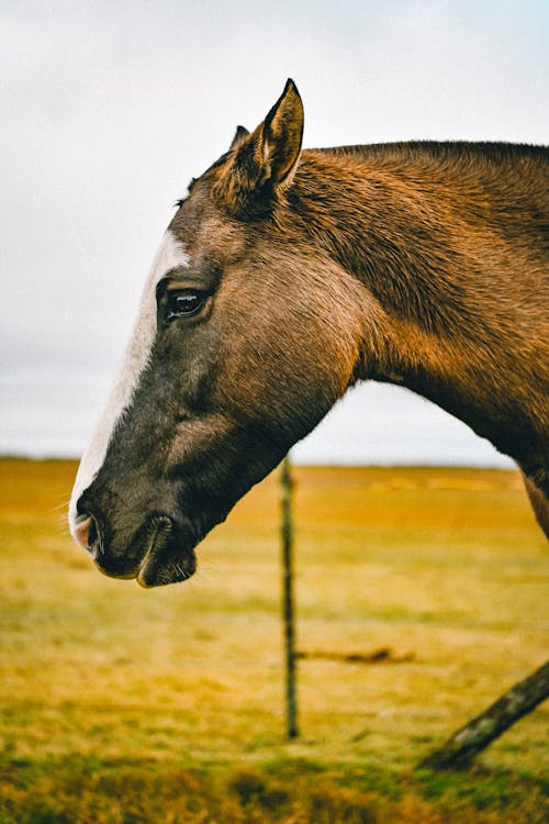 Free Close-Up of a Brown Horse Stock Photo