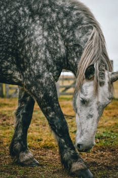 Close-up of a grey Percheron horse grazing in a serene outdoor field in Argentina.