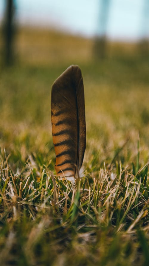 Close-up of a Feather on the Grass