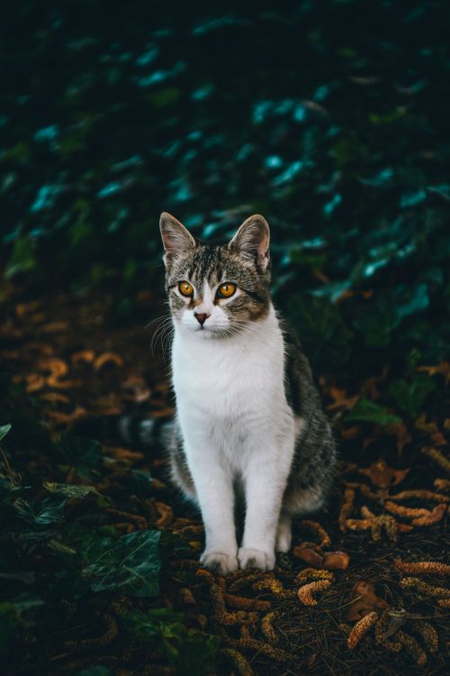 Photo of White and Black Cat Sitting on the Ground · Free Stock Photo