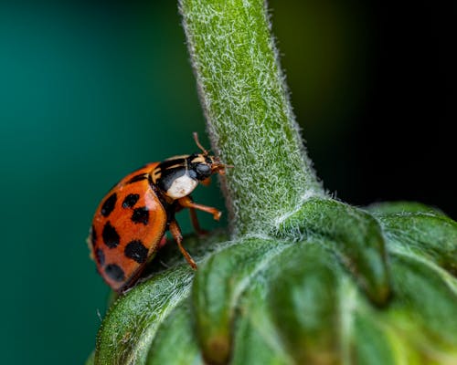 Ladybug in Close Up