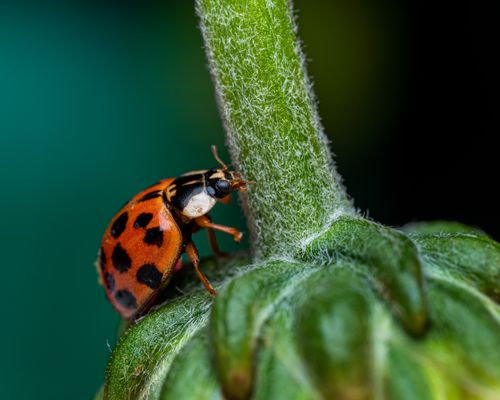 Free A vibrant ladybug perched on a plant stem against a blurred background. Stock Photo