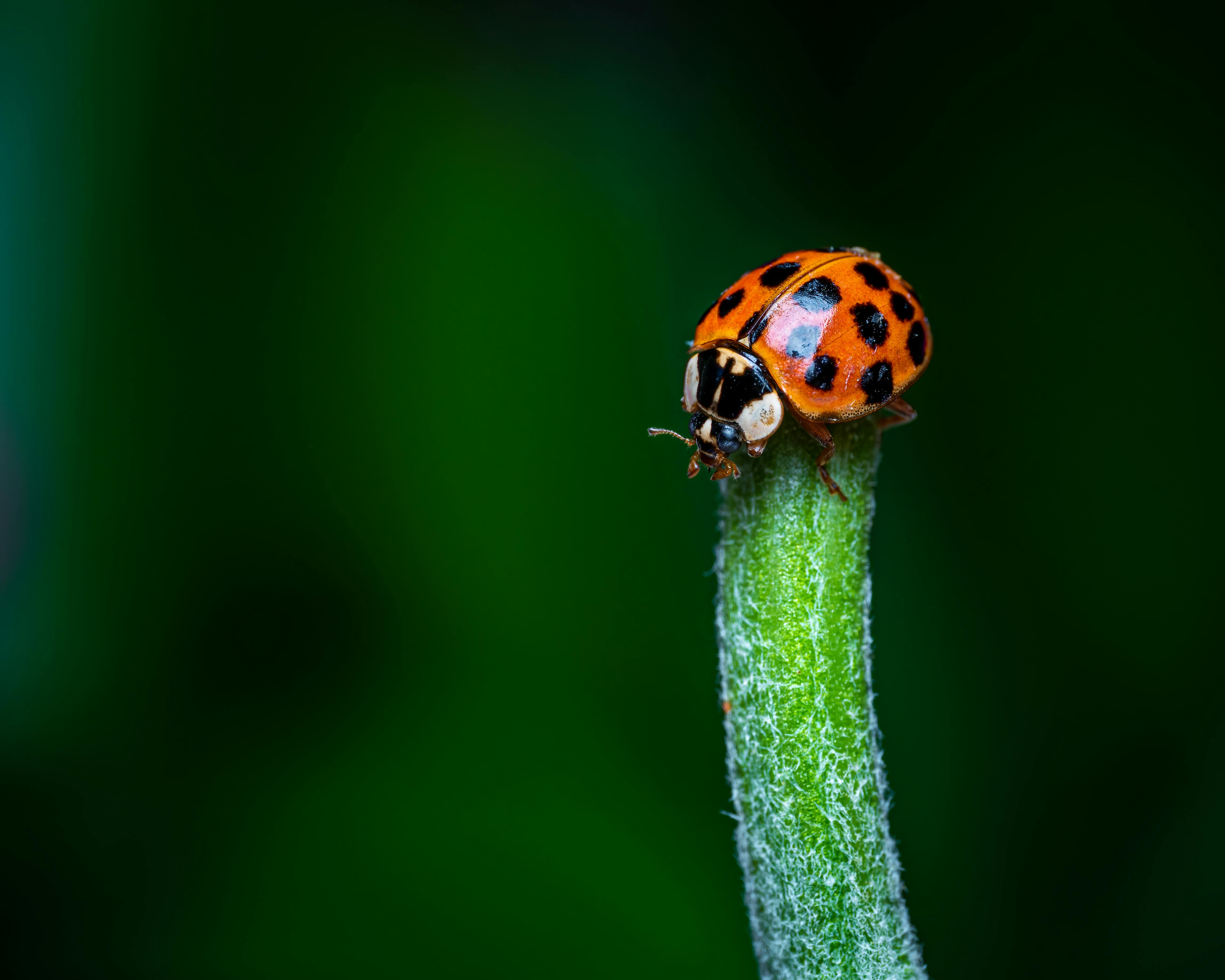 Gratuit Photos gratuites de antiparasitaire, arrière-plan flou, arrière-plan vert Photos