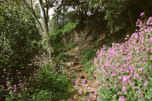 Rock Path in a Forest Between Shrubs with Purple Flowers 