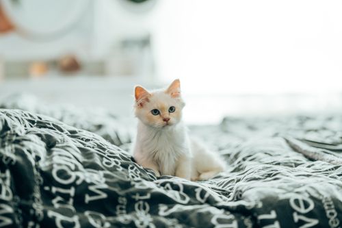 Free White fluffy domestic cat with blue eyes sitting on bed in flat in daytime Stock Photo
