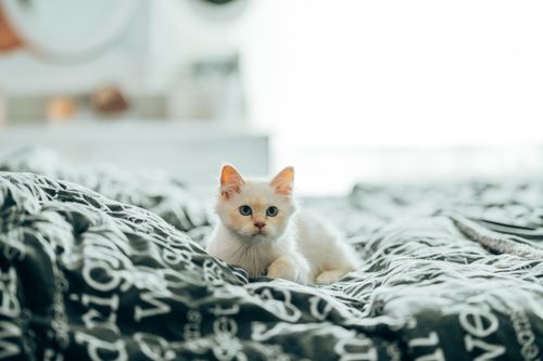 Free Small domestic kitty with white fur lying on bed in bedroom against window Stock Photo