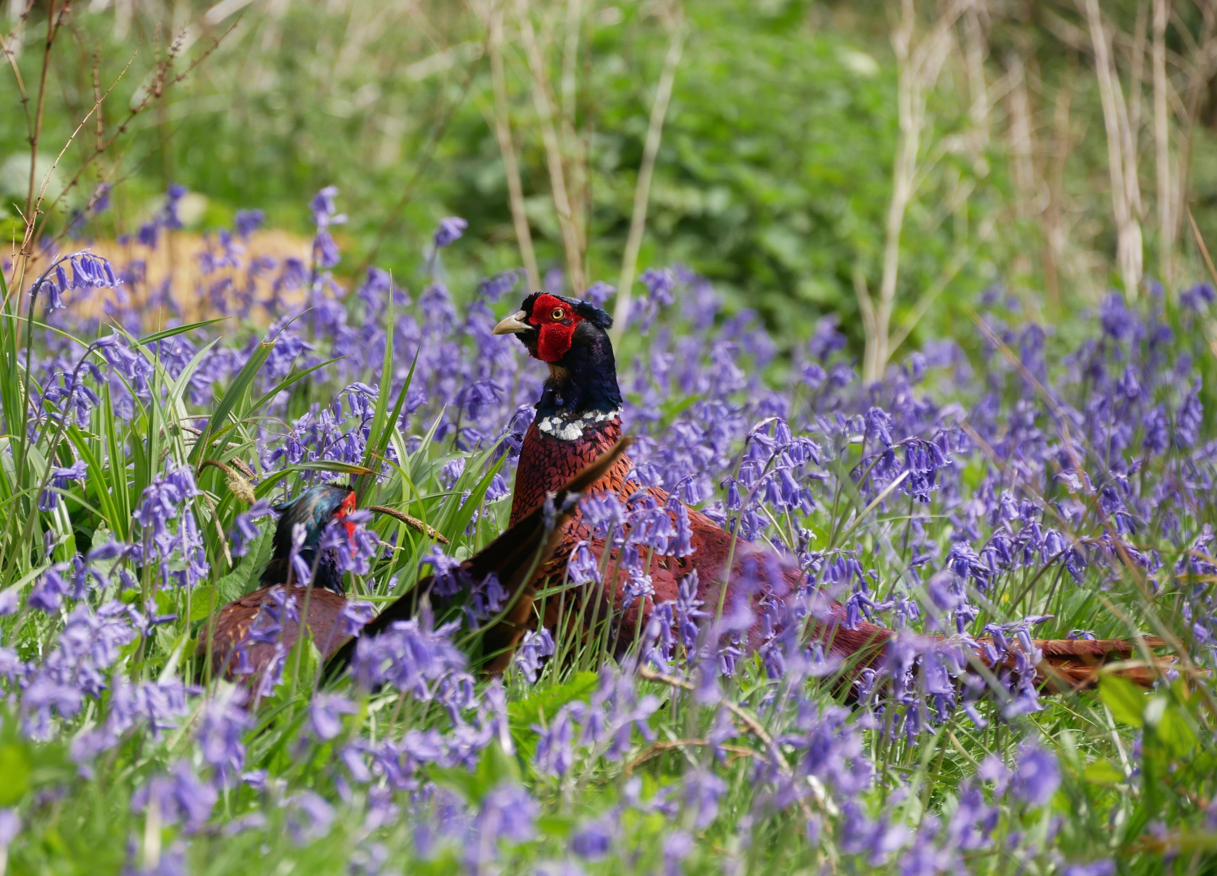Colorful pheasants wandering through a field of blooming bluebells in England.