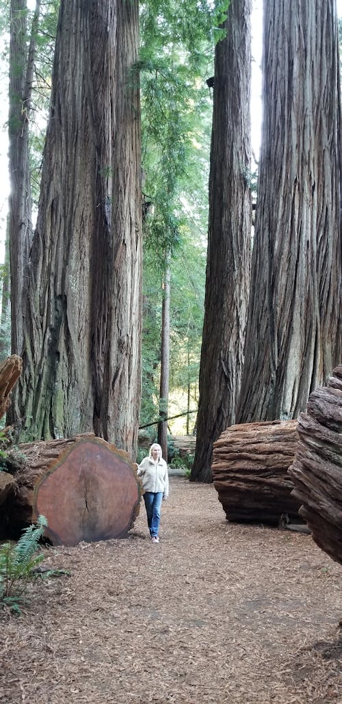 Foto d'estoc gratuïta de arbres forestals