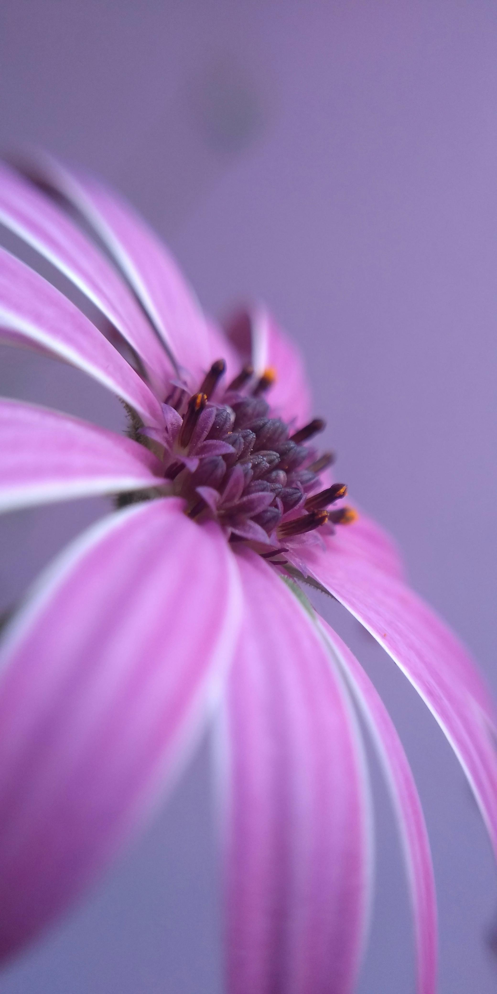 Margarida africana roxa em fotografia de close-up · Foto gratuita