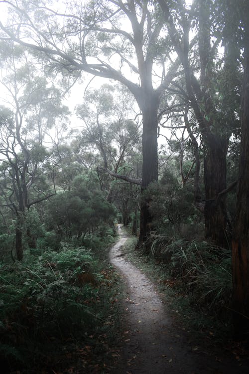 Free Pathway Between Green Trees Stock Photo