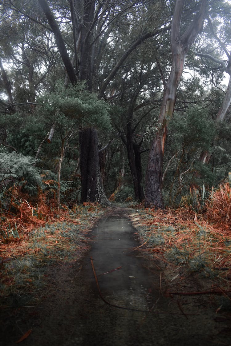 Landscape In Red Hill Australia