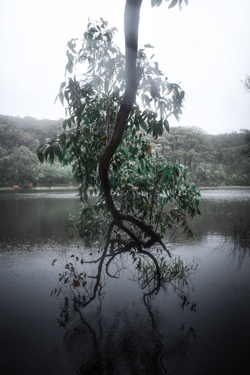 Free stock photo of australia, fog, forest Stock Photo