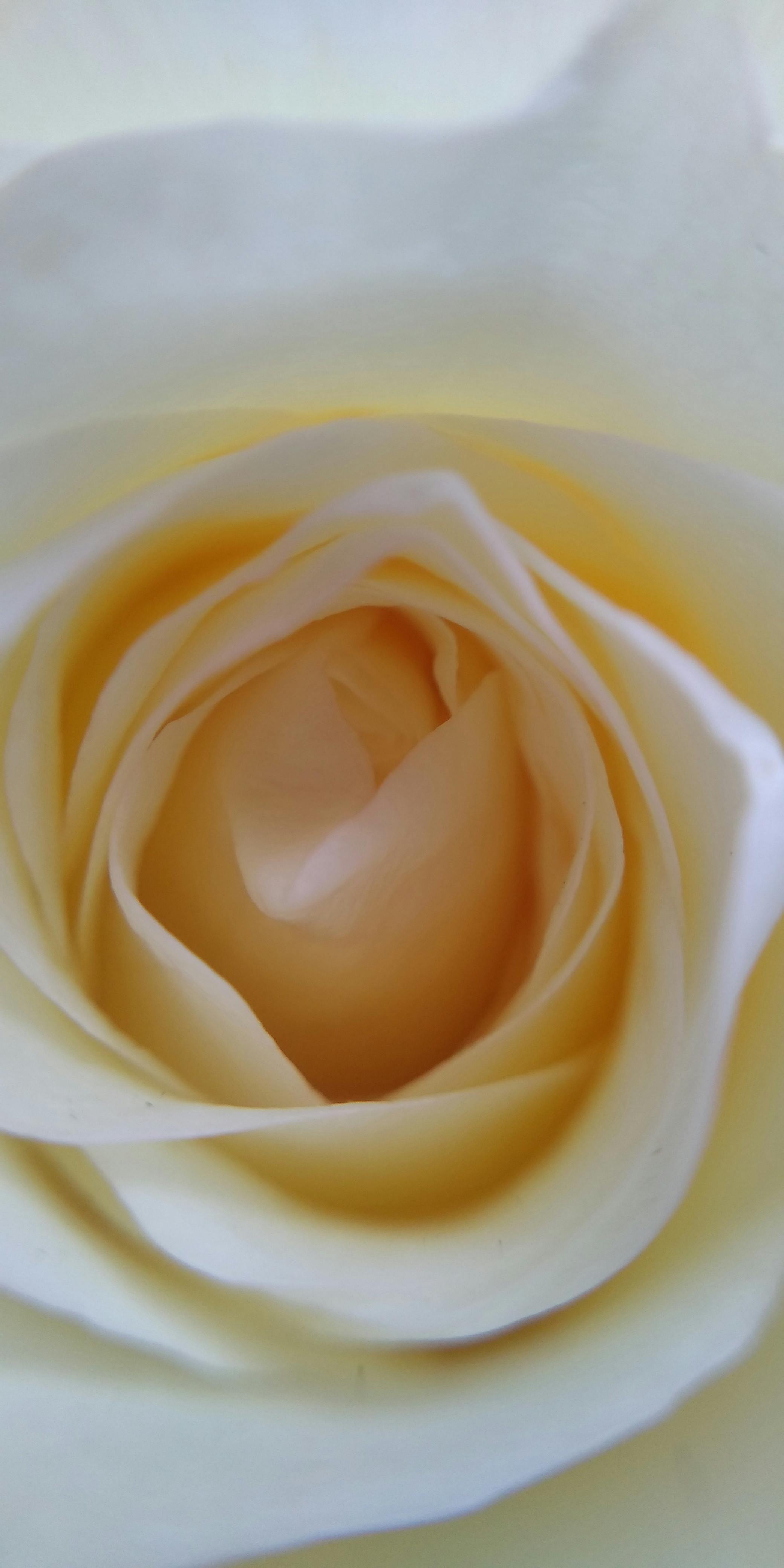 Elegant close-up of a blooming white rose, showcasing its delicate petals and soft color palette.