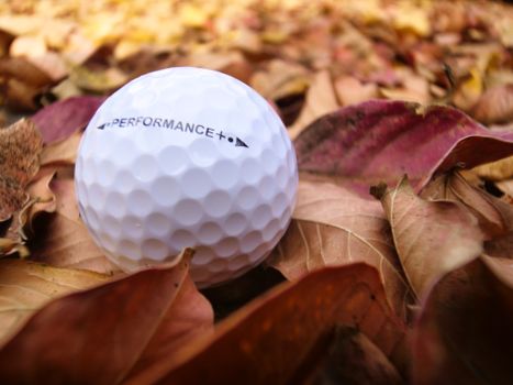 A golf ball lies amid colorful fallen leaves, capturing the essence of autumn sports.