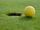 golf ball