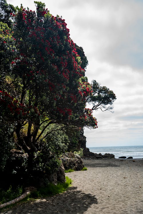 Fotobanka s bezplatnými fotkami na tému Nový Zéland, pláž, pohutukawa