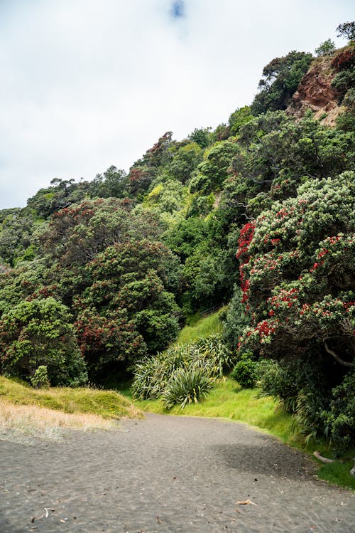 Fotobanka s bezplatnými fotkami na tému Nový Zéland, pláž, pohutukawa