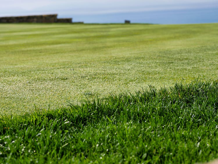 Close Up Photo Of Grass