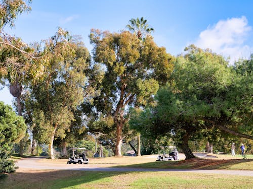 Kostenloses Stock Foto zu bäume, geparkt, golfwagen