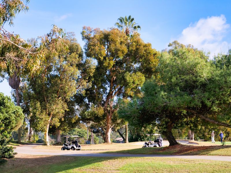 Golf carts parked under a shady tree beside a green fairway