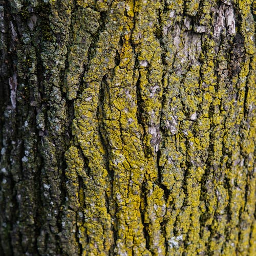 Základová fotografie zdarma na téma drsný, hnědá, kmen