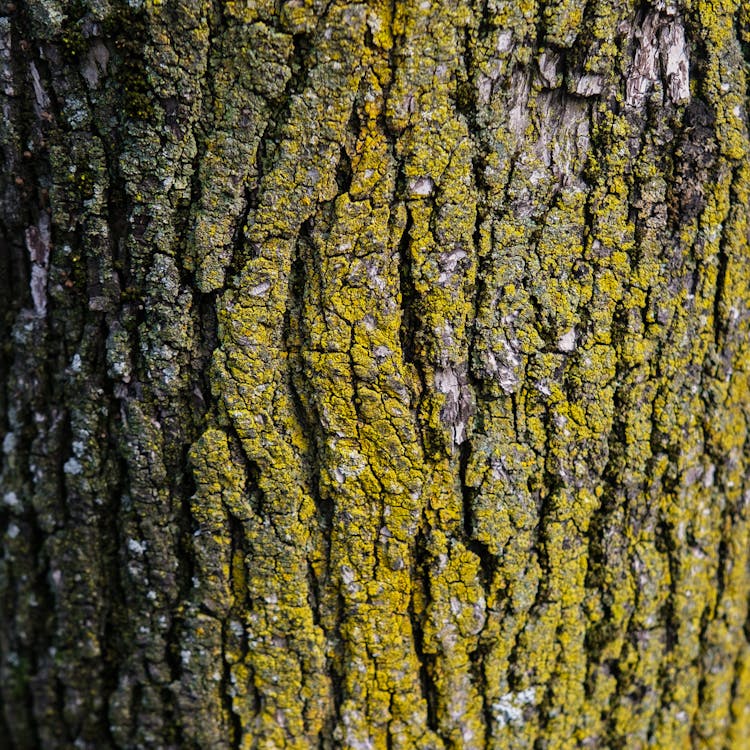 Mossy Brown Tree Trunk