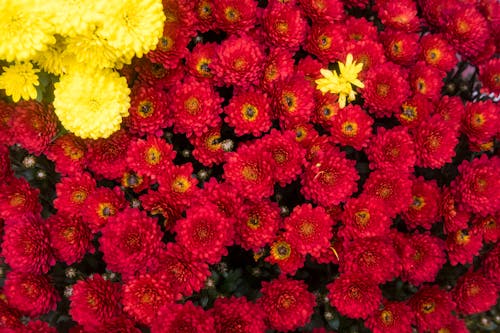 Darmowe zdjęcie z galerii z chryzantema, czerwony, flora