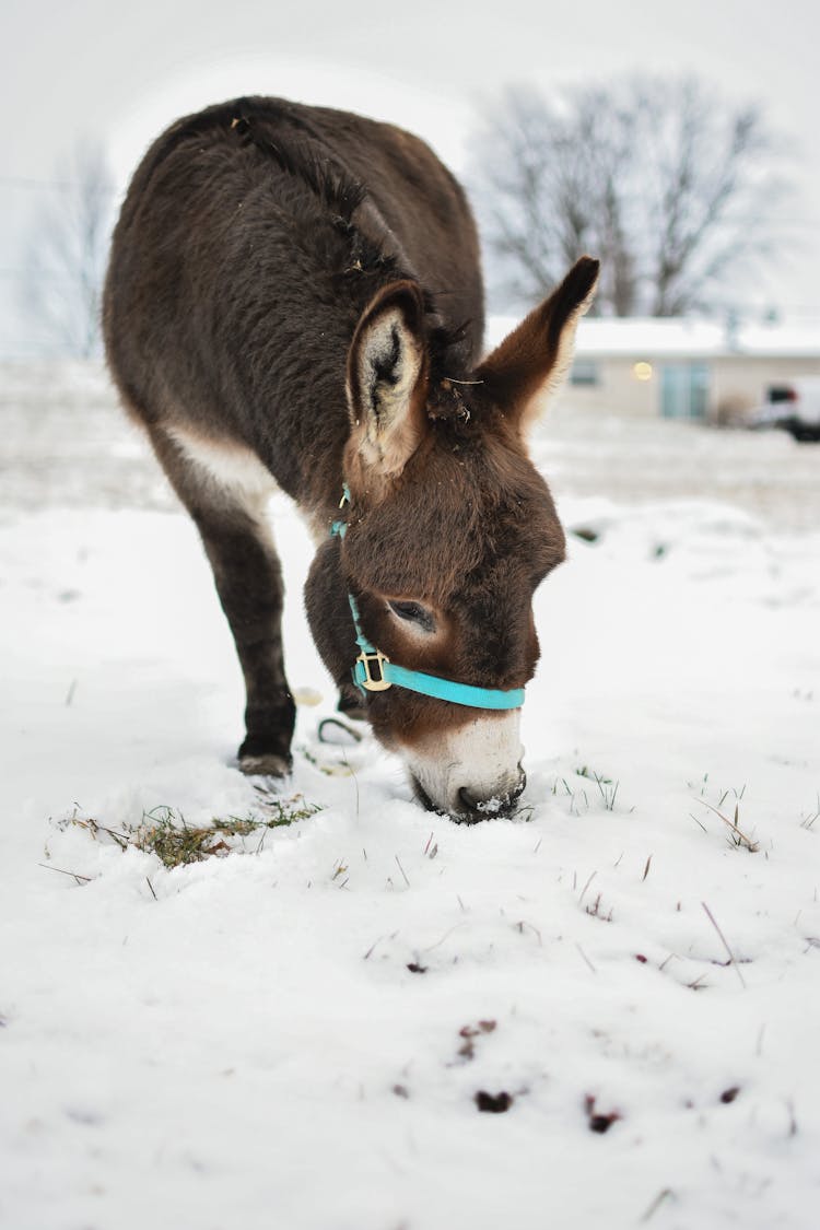 Donkey Grazing In Winter