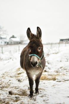 A donkey with a blue halter stands outdoors in a snowy farm setting during winter.