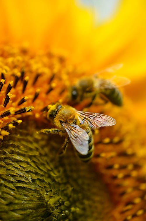 Close Up Shot of a Bee on a Flower