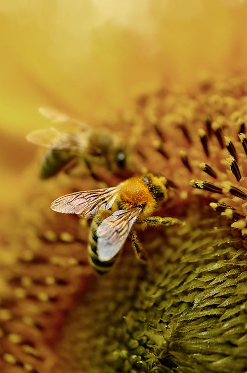 Wild Bees on Yellow Flower