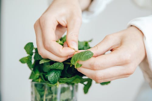 Person Holding Green Mint Leaves
